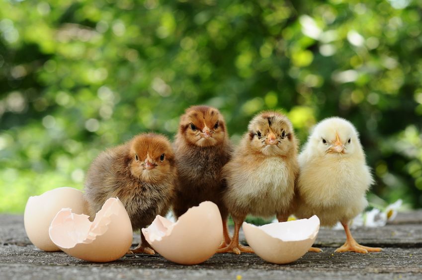 Recently hatched chicks symbolize how your nest egg could be wiped out by this Medicare myth.